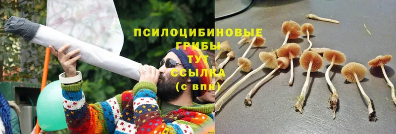 Галлюциногенные грибы Psilocybe Выкса